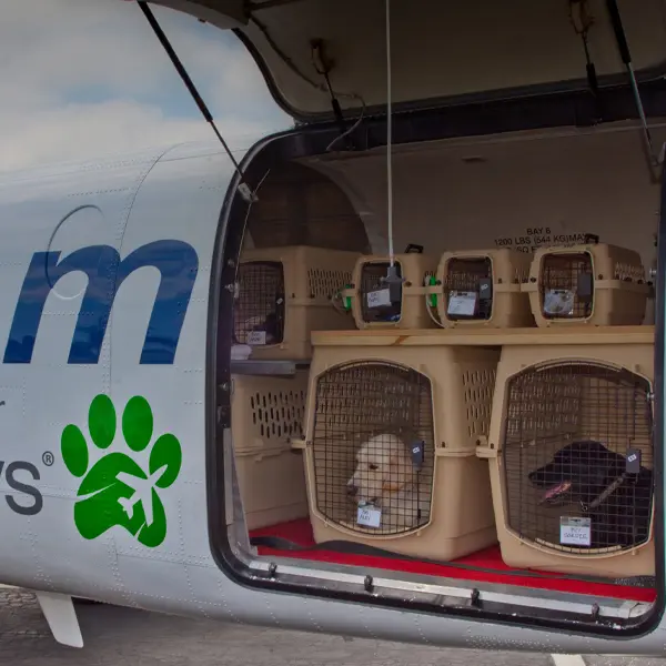 Pets secured inside the airplane cabin