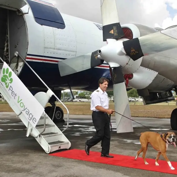 Pilot walking dog on red carpet from airplane